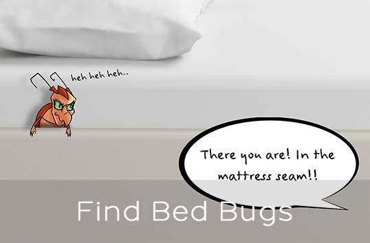 Find where the Bed Bugs Hide