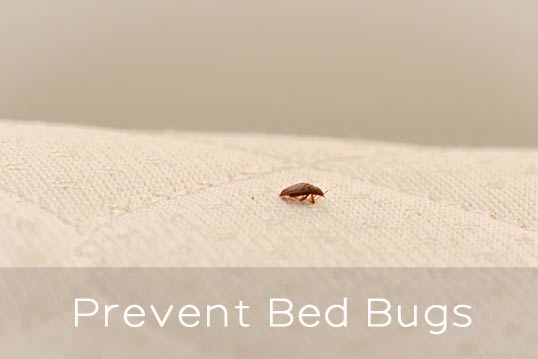 Prevent Bed Bugs